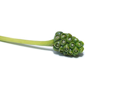 Close up fruit of Morinda coreia Buch plant on white background.の写真素材