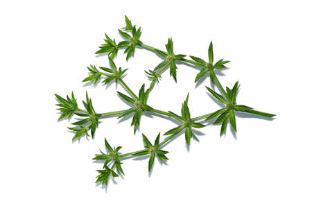 Close up Culantro, Long coriander, Sawtooth coriander flower on white background with shadow. (Scientific name Eryngium foetidum)の写真素材