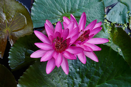 Close up waterlily flower with leaf background.の写真素材