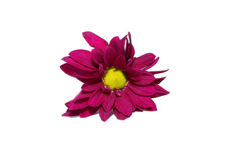 Close up Edible Chrysanthemum flower on white background.の写真素材