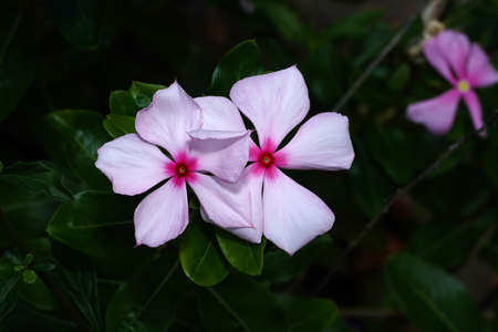 Close up Cape Periwinkle, Bringht Eye, Indian Periwinkle, Madagascar Periwinkle flower on blur background. (Scientific name Catharanthus roseus)の写真素材
