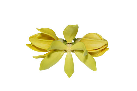 Close up Climbing llang-llang flower on white backgroundの写真素材