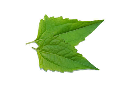 Close up Leaf of Local herbs for hemostasis name Bitter bush, Christmas bush, Devil weed or Camfhur grass on white background with soft shadow. (Scientific name Eupatorium odoratum)の写真素材