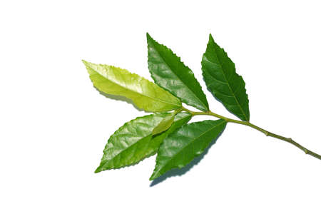 Close up leaves of Siamese rough bush, Tooth brush tree on white background. (Scientific name Streblus asper Lour.)の写真素材