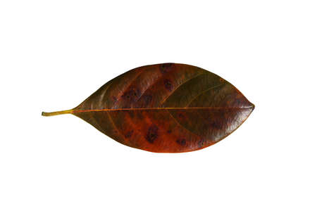Close up Jackfruit leaf on white background. (Scientific name Artocarpus heterophyllus)の写真素材