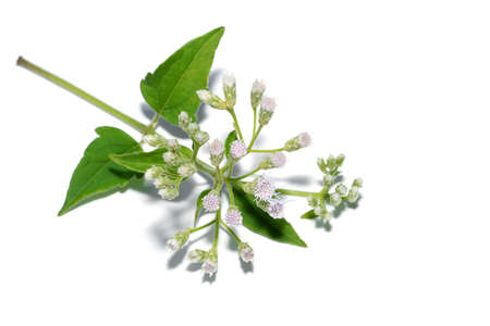 Close up leaf and flower of Local herbs for hemostasis name Bitter bush, Christmas bush, Devil weed or Camfhur grass on white background. (Scientific name Eupatorium odoratum)の写真素材