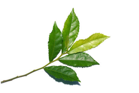 Close up leaves of Siamese rough bush, Tooth brush tree on white background. (Scientific name Streblus asper Lour.)の写真素材