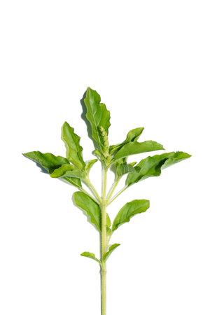 Close up Holy Basil, Sacred Basil leaves on white background. (Scientific name Ocimum tenuiflorum)の写真素材