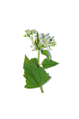 Close up leaf and flower of Local herbs for hemostasis name Bitter bush, Christmas bush, Devil weed or Camfhur grass on white background. (Scientific name Eupatorium odoratum)の写真素材