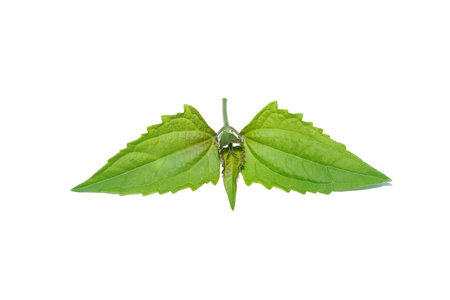 Close up Leaf of Local herbs for hemostasis name Bitter bush, Christmas bush, Devil weed or Camfhur grass on white background with soft shadow. (Scientific name Eupatorium odoratum)の写真素材