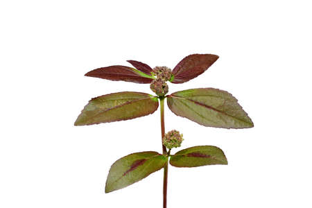 Close up Garden Spurge plant on white background. (Scientific name Euphorbia hirta)の写真素材