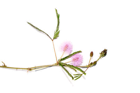 Close up Sensitive plant, Sleeping grass, Shameplant on white background. (Scientific name Mimosa pudica)の写真素材