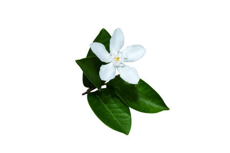 Close up Coral swirl flower with leaf on white background with clippig path. (Scientific name Wrightia antidysenterica)の写真素材