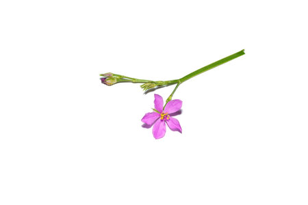 Close up Fame Flower, Ceylon Spinach, Sweetheart, Surinam Purslane flower on white background. (Scientific name Talinum paniculatum (Jacq.) Gaertn)の写真素材