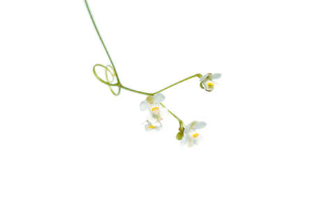 Close up flower of Balloon vine, Heart pea, Heart seed, Smooth leaved heart Pea plant on white background. (Scientific name Cardiospermum halicacabum)の写真素材