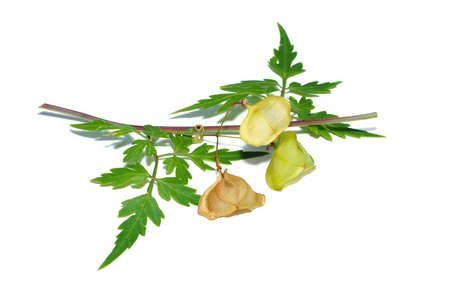 Close up fruit and leaves of Balloon vine or Heart pea on white background. (Scientific name Cardiospermum halicacabum)の写真素材