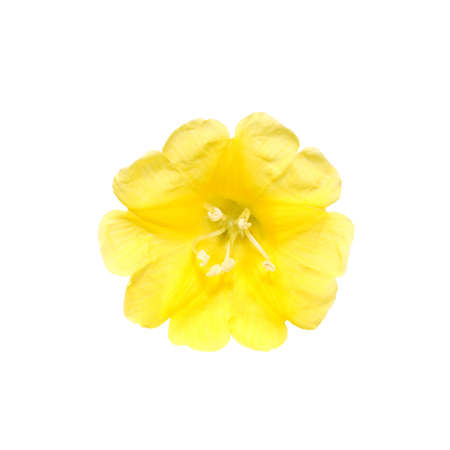 Close up Ivy woodrose flower on white backgroundの写真素材