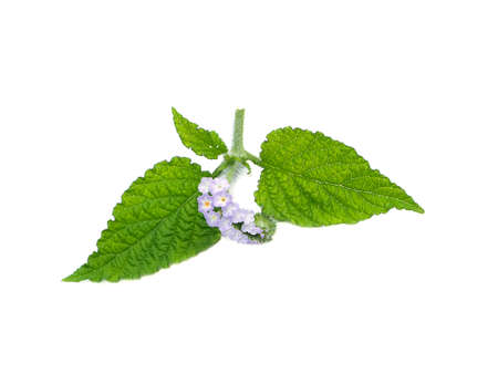 Close up Indian Heliotrope flower with leaf on white background. (Scientific name Heliotropium indicum)の写真素材