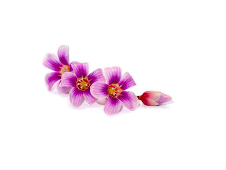 Close up Star fruit flower o white background. (Scientific name Averrhoa carambola)の写真素材