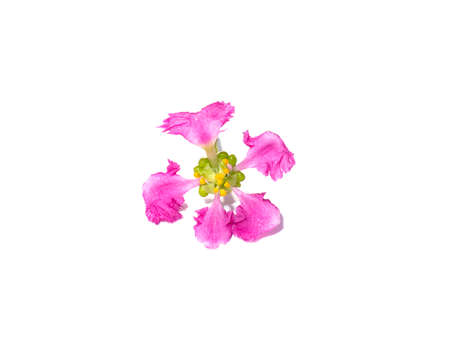 Close up Acerola cherry, Barbados cherry or West indian cherry flower on white background. (Scientific name Prunus avium)の写真素材