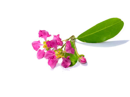 Close up Acerola cherry, Barbados cherry or West indian cherry flower on white background with soft shadow. (Scientific name Prunus avium)の写真素材