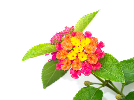 Close up Mix color on Lantana flower with white background. (Scientific name Lantana camara)の写真素材