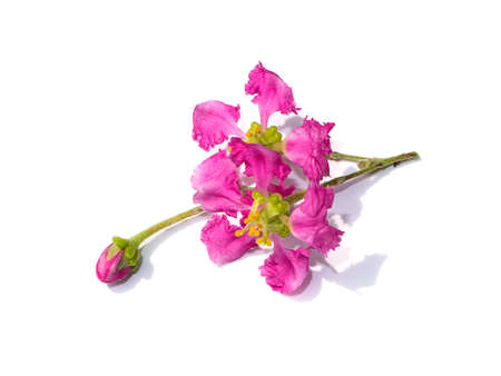 Close up Acerola cherry, Barbados cherry or West indian cherry flower on white background. (Scientific name Prunus avium)の写真素材