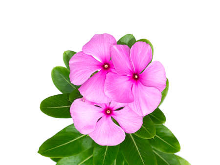 Close up Cape Periwinkle, Bringht Eye, Indian Periwinkle, Madagascar Periwinkle flower with leaf on white background. (Scientific name Catharanthus roseus (L.) G.Don)の写真素材