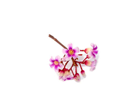 Close up Star fruit flower o white background. (Scientific name Averrhoa carambola)の写真素材