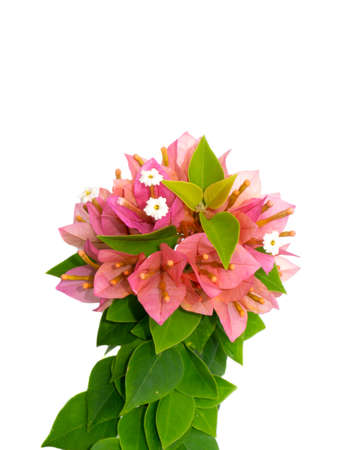 Close up Paper flower, Bougainvillea with leaf on white backgroud. (Scientific name Bougainvillea hybrid)の写真素材