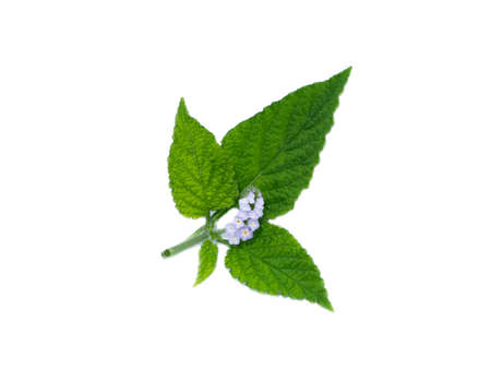 Close up Indian Heliotrope flower with leaf on white background. (Scientific name Heliotropium indicum)の写真素材