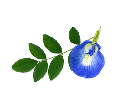 Close up Blue Pea, Butterfly Pea flower with leaf on white background. (Scientific name Clitoria ternatea)の写真素材