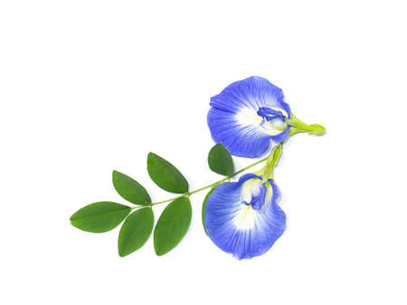 Close up Blue Pea, Butterfly Pea flower with leaf on white background. (Scientific name Clitoria ternatea)の写真素材