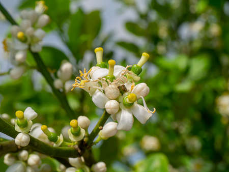 Close up lime flower on branches with blur background in plantation. (Scientific name Citrus aurantifolia (Christm.) Swingle)の写真素材