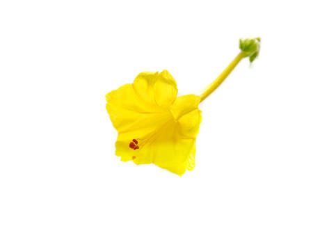 Four-o'clocks flower on white background. (Scientific name Mirabilis jalapa)の写真素材