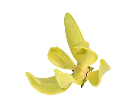 Close up Clinbing llang-llang flowers on white backgroundの写真素材