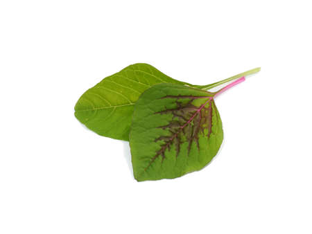 Close up Joseph's coat, Chinese spinach, Tampala leaves on white background. (Scientific name Amaranthus tricolor)の写真素材