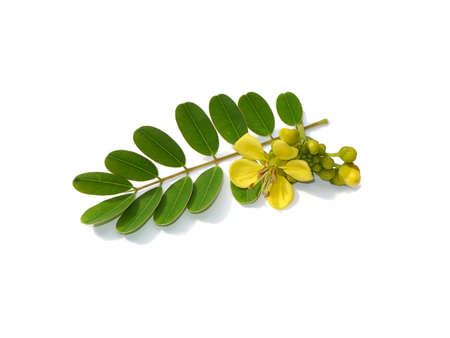 Close up leaves and flower of Cassod tree, Thai copper pod on white background with soft shadow. (Scientific name Senna siamea)の写真素材