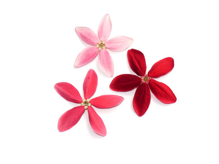 Close up Drunken sailor, Rangoon creeper flower on white background. (Scientific name Combretum indicum)の写真素材