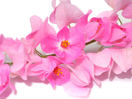 Close up maxican creeper flower on white background. (Scientific name Antigonon leptopus)の写真素材