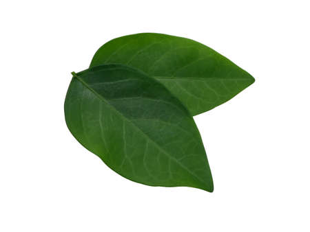 Close up Two leaves of Star gooseberry plant on white backgroundの写真素材