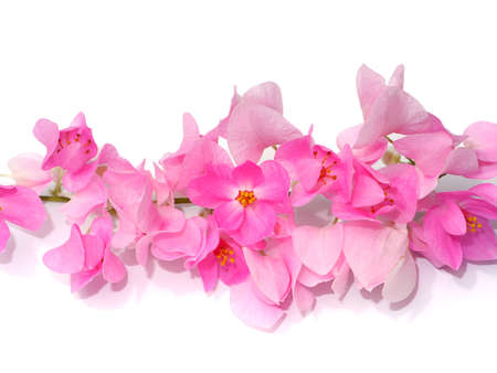 Close up maxican creeper flower on white background. (Scientific name Antigonon leptopus)の写真素材