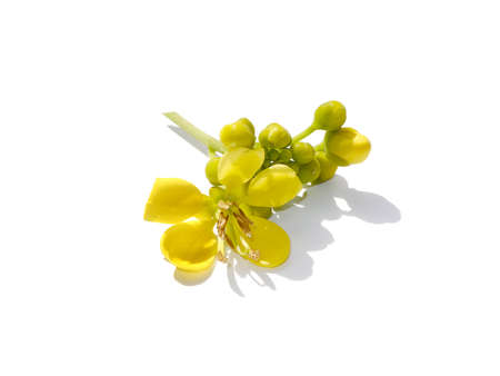 Close up Cassod tree, Thai copper pod flower on white background with soft shadow. (Scientific name Senna siamea)の写真素材