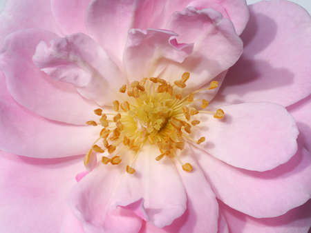 Close up pollen of Pink Rose flower. (Scientific name Rosa damascena)の写真素材