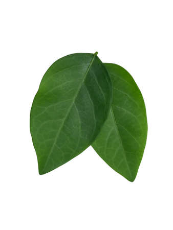 Close up leaves of Star gooseberry plant on white backgroundの写真素材