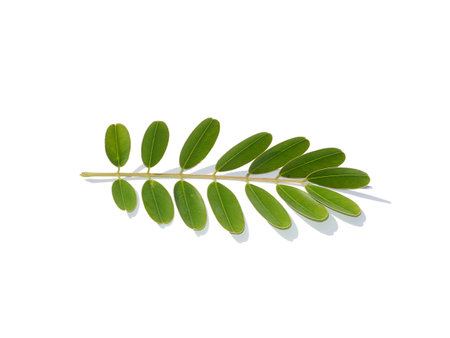 Close up leaves of Cassod tree, Thai copper pod on white background with soft shadow. (Scientific name Senna siamea)の写真素材