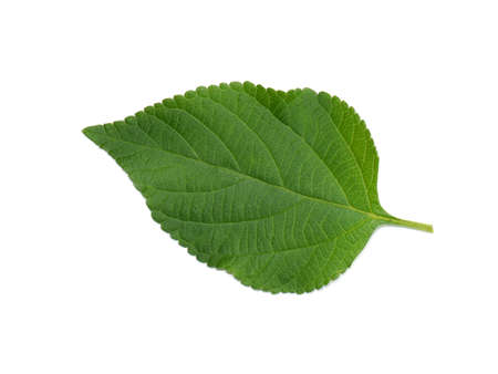 Close up Lantana leaf on white background. (Scientific name Lantana camara)の写真素材