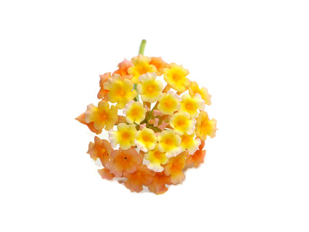 Close up Mix color on Lantana flower with white background. (Scientific name Lantana camara)の写真素材