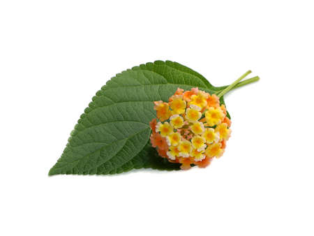 Close up Mix color on Lantana flower with white background. (Scientific name Lantana camara)の写真素材