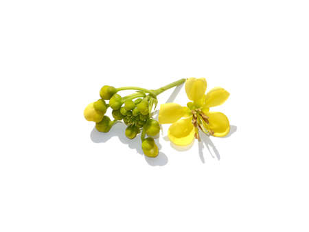 Close up Cassod tree, Thai copper pod flower on white background with soft shadow. (Scientific name Senna siamea)の写真素材